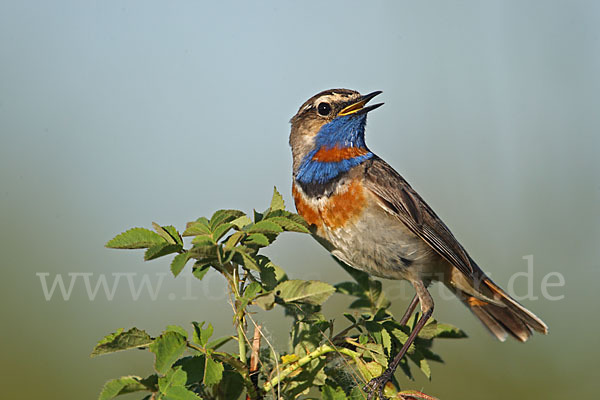 Rotsterniges Blaukehlchen (Luscinia svecica svecica)