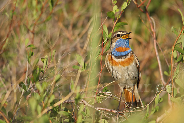 Rotsterniges Blaukehlchen (Luscinia svecica svecica)