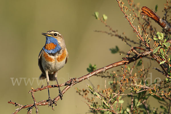 Rotsterniges Blaukehlchen (Luscinia svecica svecica)