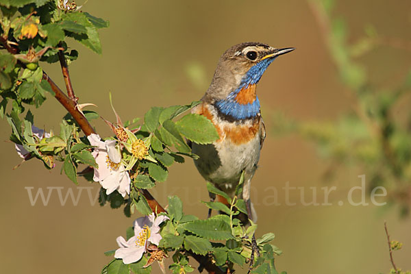 Rotsterniges Blaukehlchen (Luscinia svecica svecica)