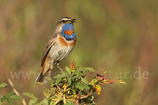 Rotsterniges Blaukehlchen (Luscinia svecica svecica)