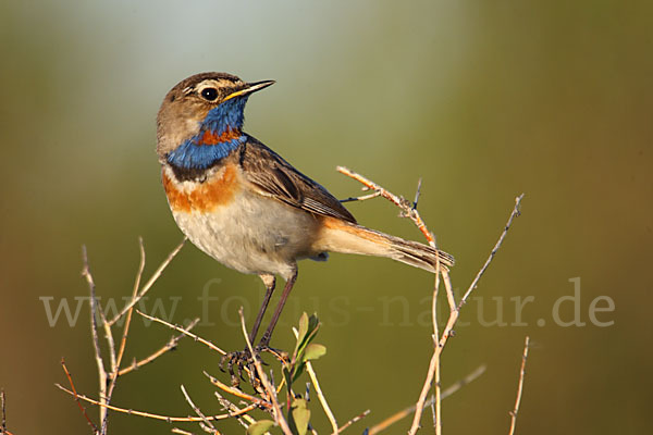 Rotsterniges Blaukehlchen (Luscinia svecica svecica)