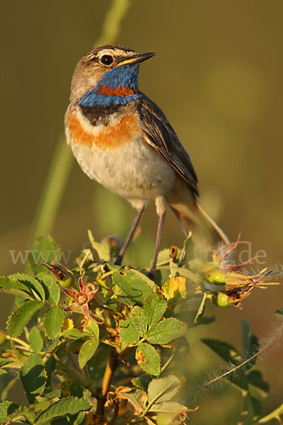 Rotsterniges Blaukehlchen (Luscinia svecica svecica)