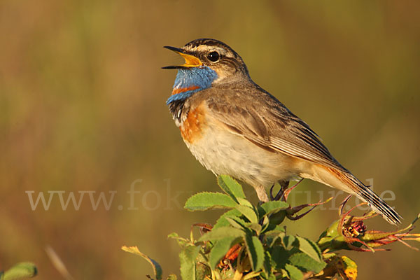 Rotsterniges Blaukehlchen (Luscinia svecica svecica)