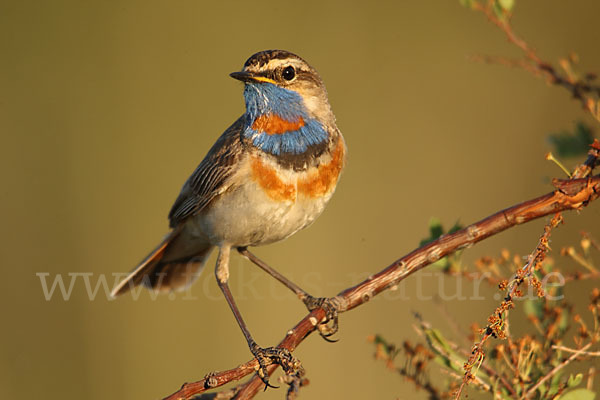 Rotsterniges Blaukehlchen (Luscinia svecica svecica)