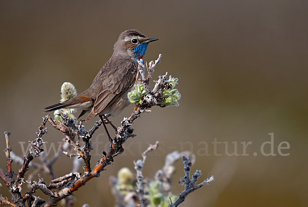 Rotsterniges Blaukehlchen (Luscinia svecica svecica)