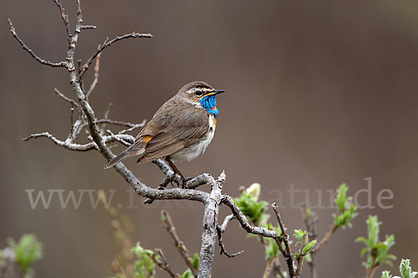 Rotsterniges Blaukehlchen (Luscinia svecica svecica)