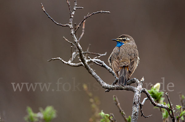 Rotsterniges Blaukehlchen (Luscinia svecica svecica)