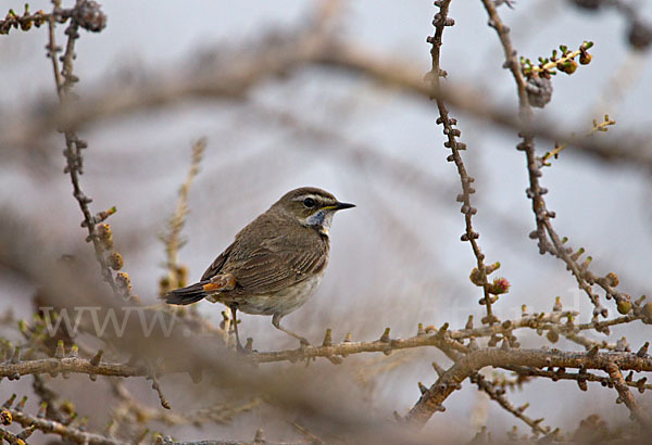 Rotsterniges Blaukehlchen (Luscinia svecica svecica)