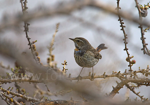 Rotsterniges Blaukehlchen (Luscinia svecica svecica)