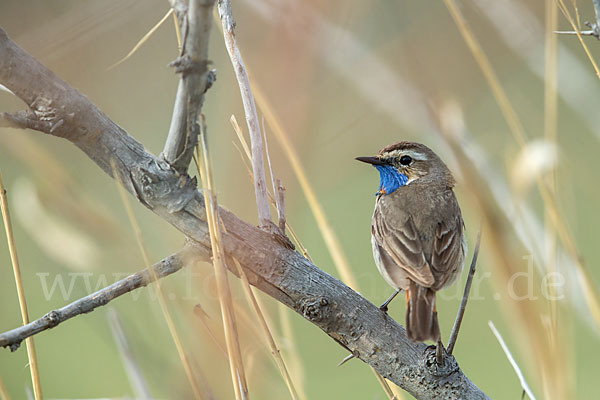 Rotsterniges Blaukehlchen (Luscinia svecica svecica)