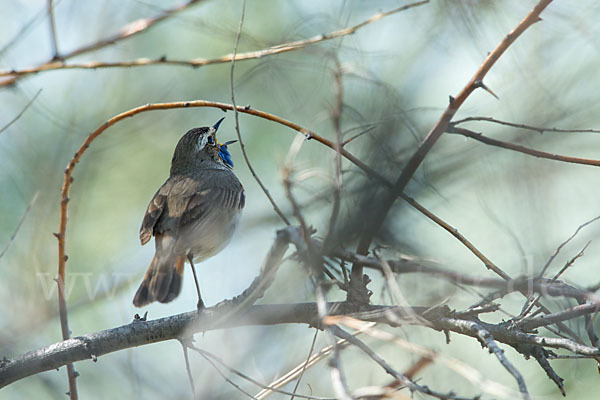 Rotsterniges Blaukehlchen (Luscinia svecica svecica)