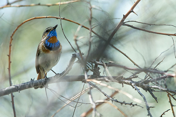 Rotsterniges Blaukehlchen (Luscinia svecica svecica)