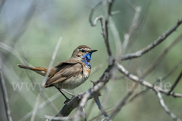 Rotsterniges Blaukehlchen (Luscinia svecica svecica)