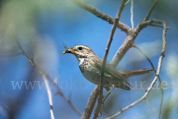 Rotsterniges Blaukehlchen (Luscinia svecica svecica)