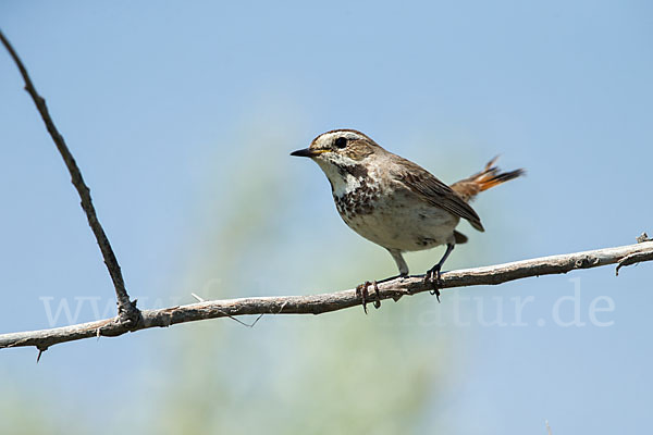 Rotsterniges Blaukehlchen (Luscinia svecica svecica)