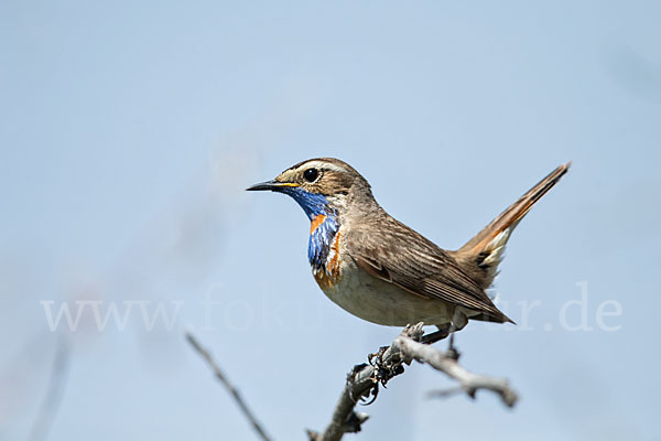 Rotsterniges Blaukehlchen (Luscinia svecica svecica)