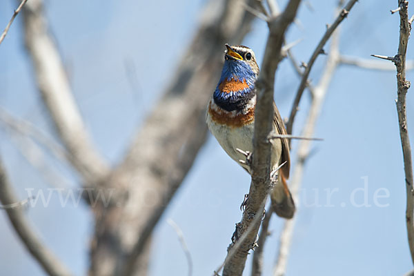 Rotsterniges Blaukehlchen (Luscinia svecica svecica)