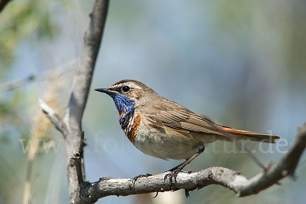 Rotsterniges Blaukehlchen (Luscinia svecica svecica)