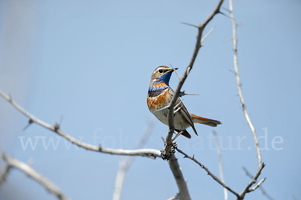 Rotsterniges Blaukehlchen (Luscinia svecica svecica)