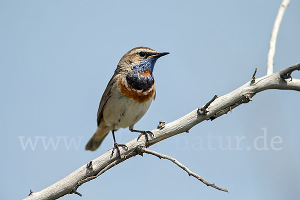 Rotsterniges Blaukehlchen (Luscinia svecica svecica)