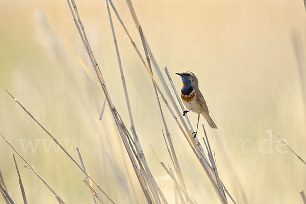 Rotsterniges Blaukehlchen (Luscinia svecica svecica)