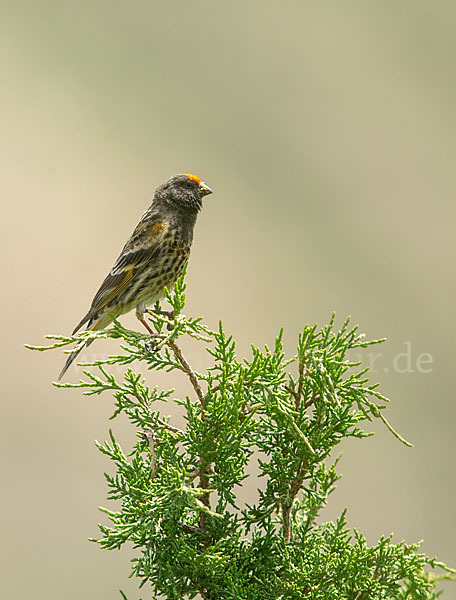 Rotstirngirlitz (Serinus pusillus)