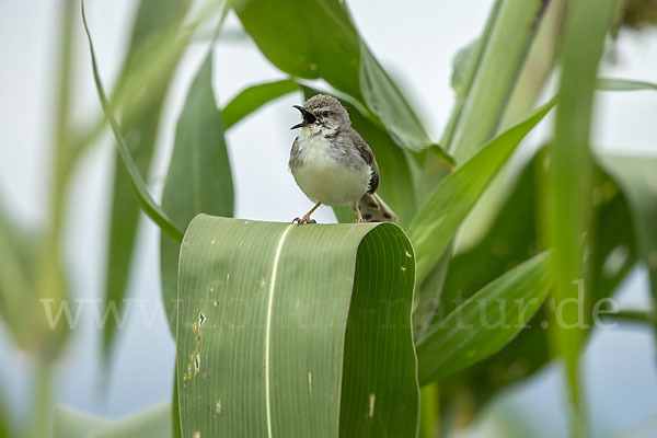 Rotstirnprinie (Prinia rufifrons)