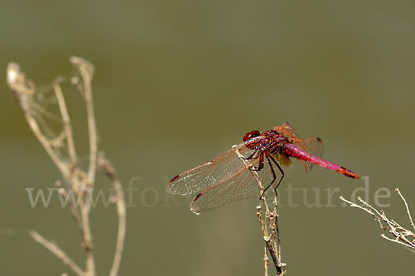 Rotviolette Segellibelle (Trithemis annulata)