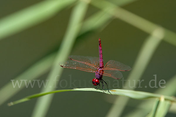 Rotviolette Segellibelle (Trithemis annulata)