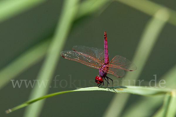 Rotviolette Segellibelle (Trithemis annulata)