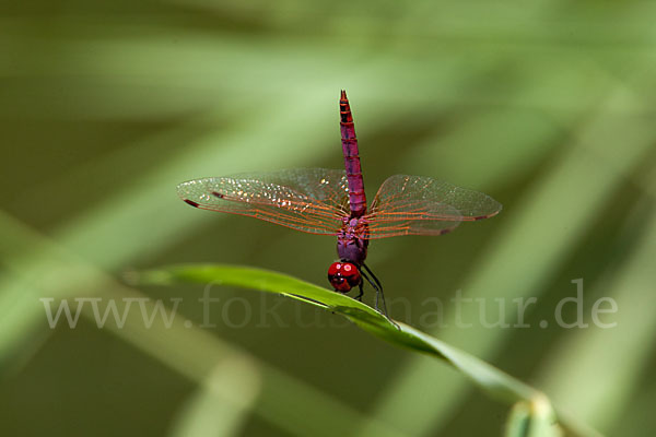 Rotviolette Segellibelle (Trithemis annulata)