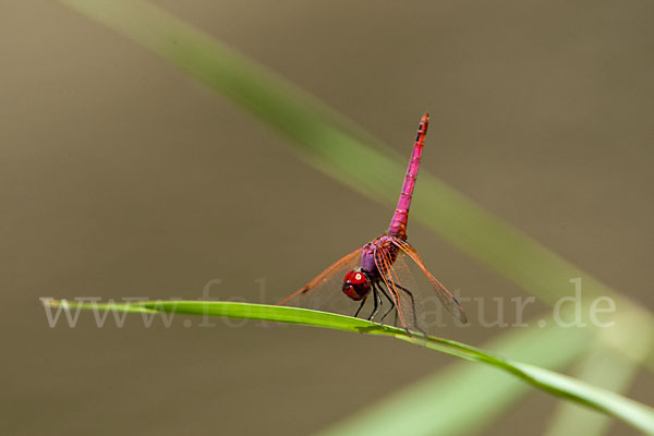 Rotviolette Segellibelle (Trithemis annulata)