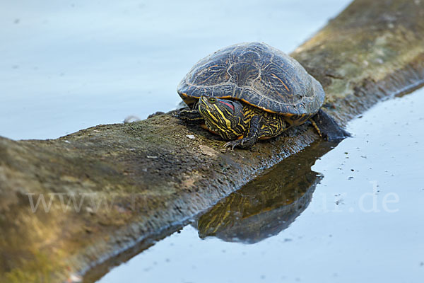 Rotwangen-Schmuckschildkröte (Trachemys scripta elegans)