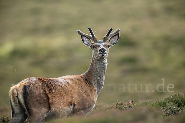 Rotwild (Cervus elaphus)