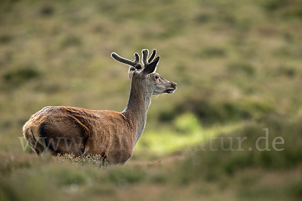 Rotwild (Cervus elaphus)