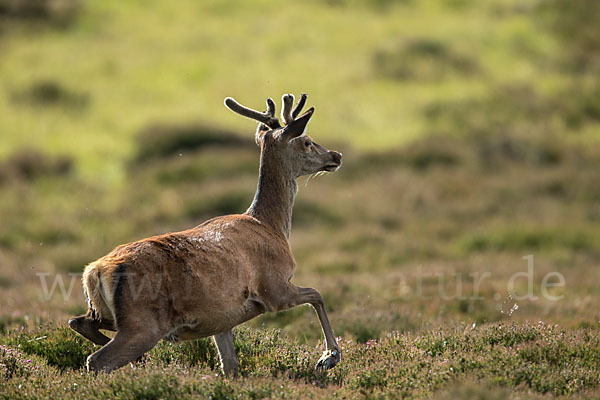 Rotwild (Cervus elaphus)