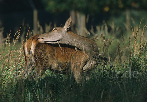 Rotwild (Cervus elaphus)