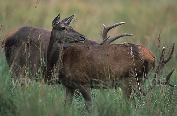 Rotwild (Cervus elaphus)