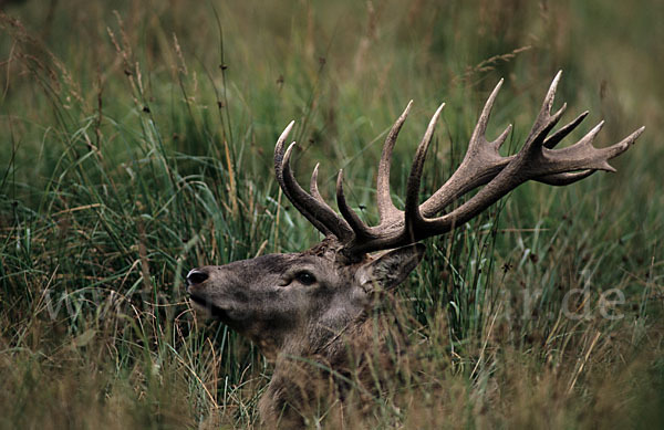 Rotwild (Cervus elaphus)