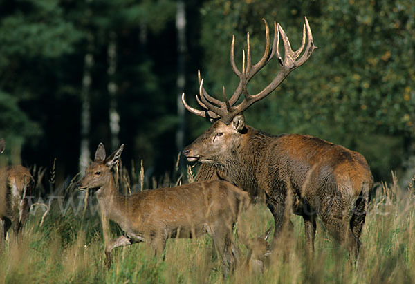 Rotwild (Cervus elaphus)