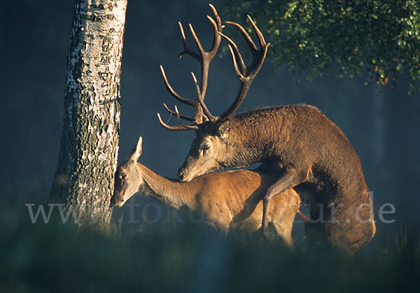 Rotwild (Cervus elaphus)