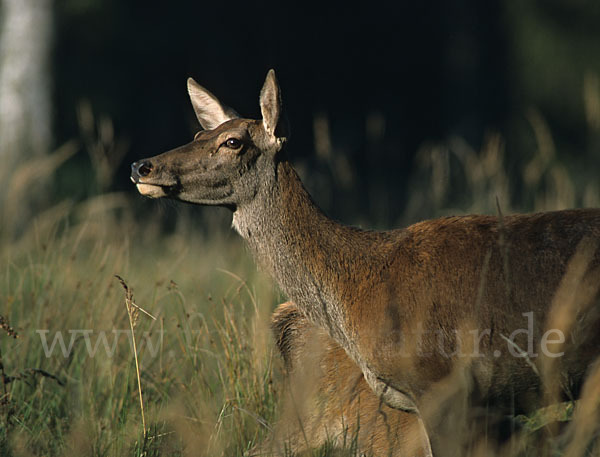 Rotwild (Cervus elaphus)