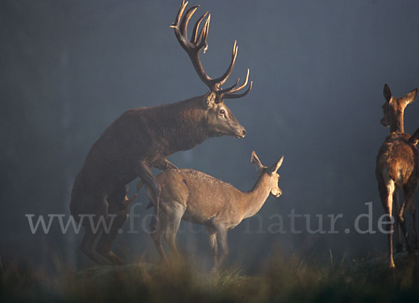 Rotwild (Cervus elaphus)