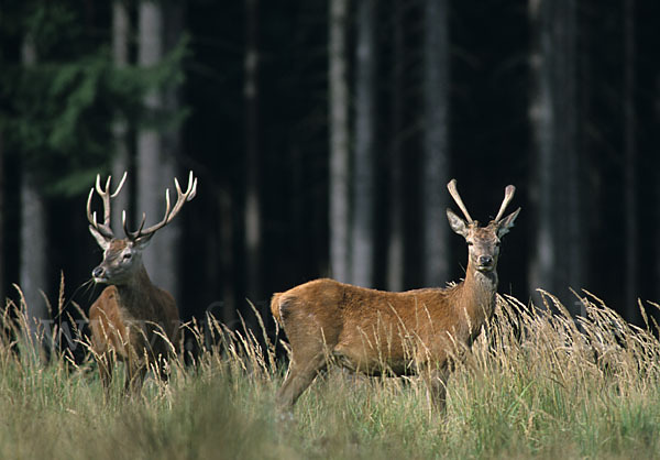 Rotwild (Cervus elaphus)