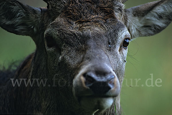 Rotwild (Cervus elaphus)