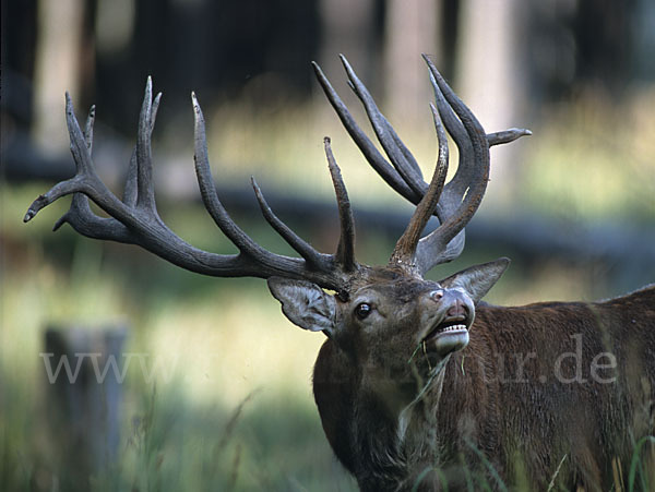 Rotwild (Cervus elaphus)