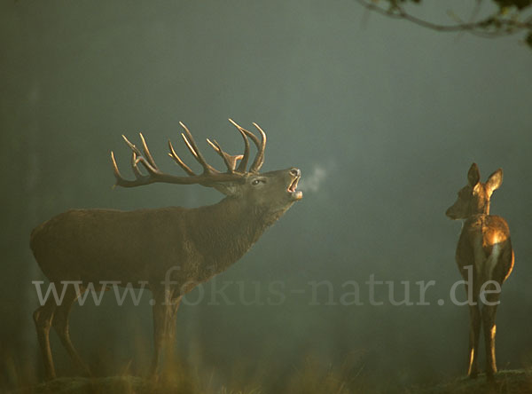 Rotwild (Cervus elaphus)