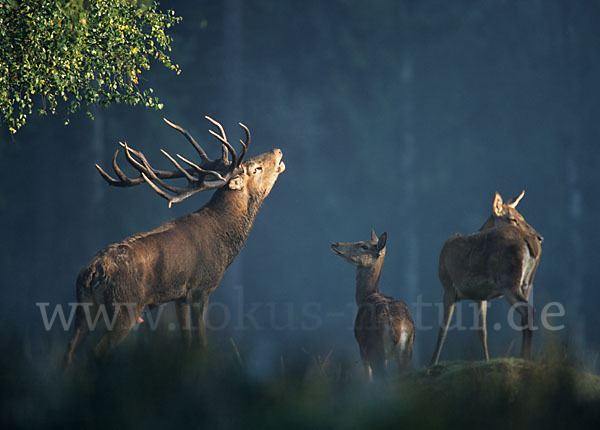 Rotwild (Cervus elaphus)