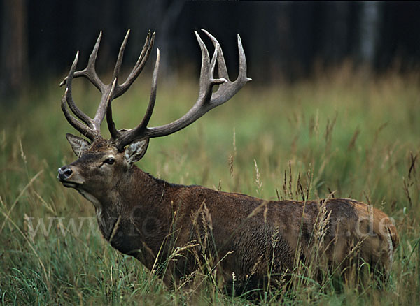 Rotwild (Cervus elaphus)